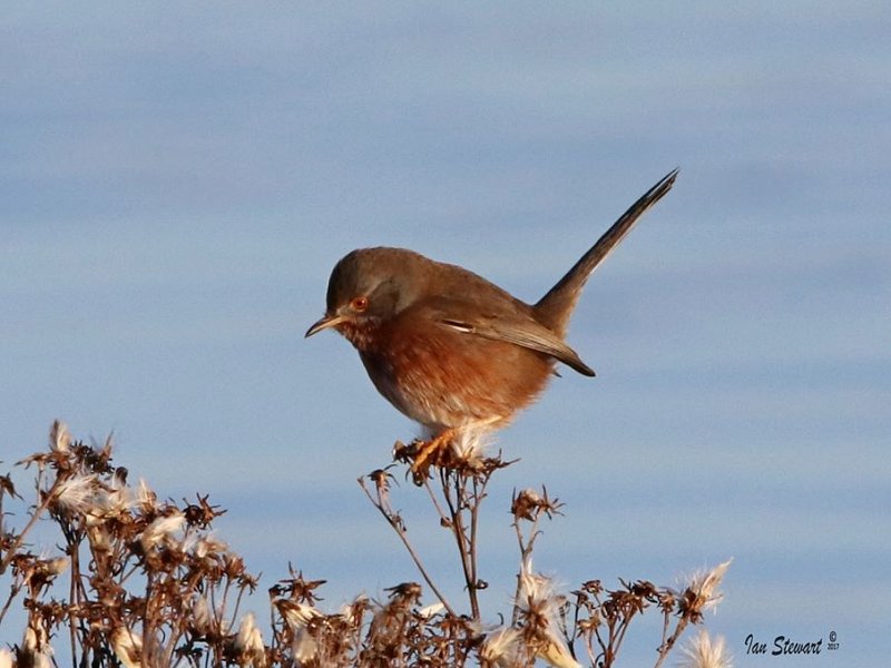 December 2017 - Rye Harbour Nature Reserve Sightings